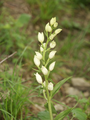 Cephalanthera damasonium 210505.jpg © Bernd Haynold