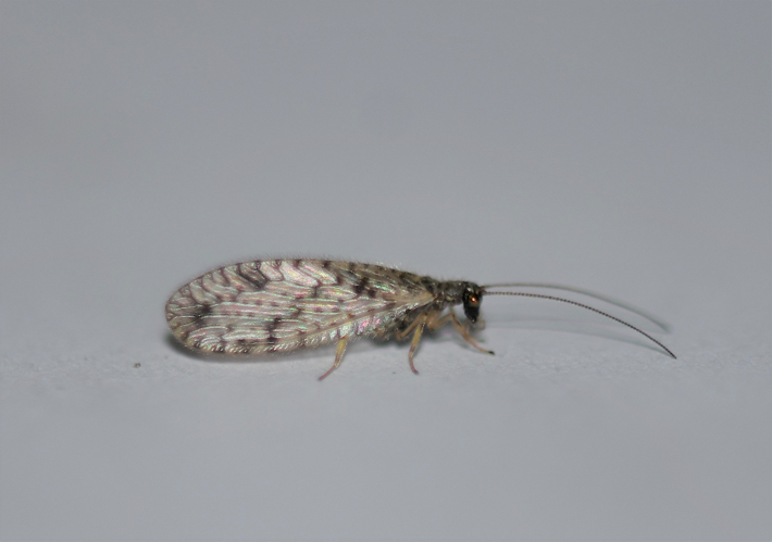 Micromus variegatus (Fabricius, 1793) &copy; Louis Westgeest