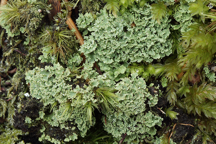 Cladonia caespiticia, DMS-9313223 &copy; Thomas Kehlet