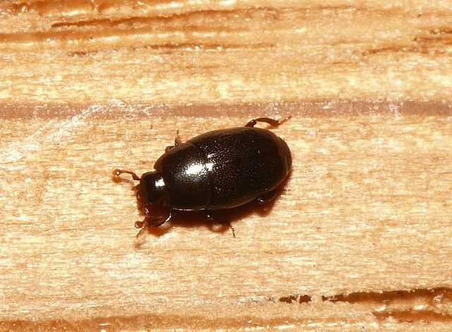 Paromalus flavicornis (Herbst, 1791) &copy; Dick Belgers