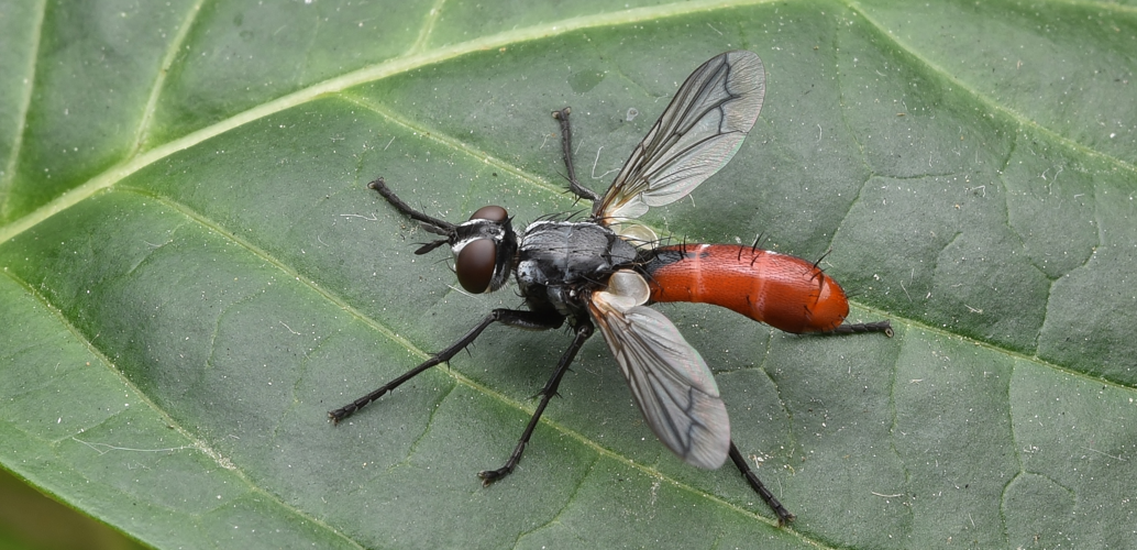 Cylindromyia bicolor (Olivier, 1811) &copy; Laurens van der Linde