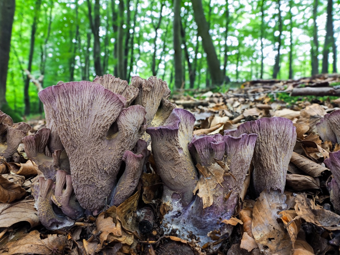 Gomphus clavatus, DMS-9170306 &copy; Jens H. Petersen