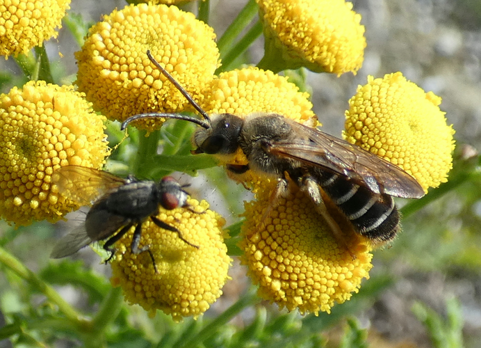 Halictus quadricinctus (Fabricius, 1777) &copy; Sandra Brennand