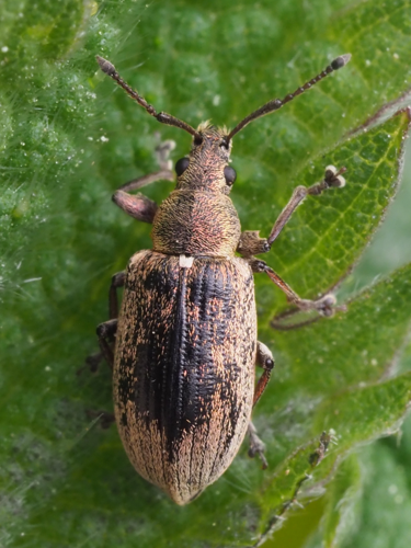 Phyllobius pyri (Linnaeus, 1758) &copy; Henk van Woerden