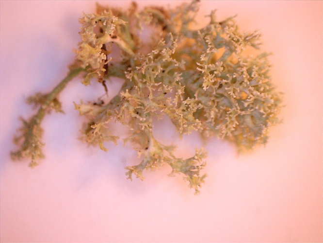 Sphaerophorus globosus, DMS-9238092 &copy; Bjarke Huus Jensen