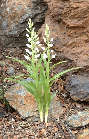 Cephalanthera longifolia seglea.jpg © Commons