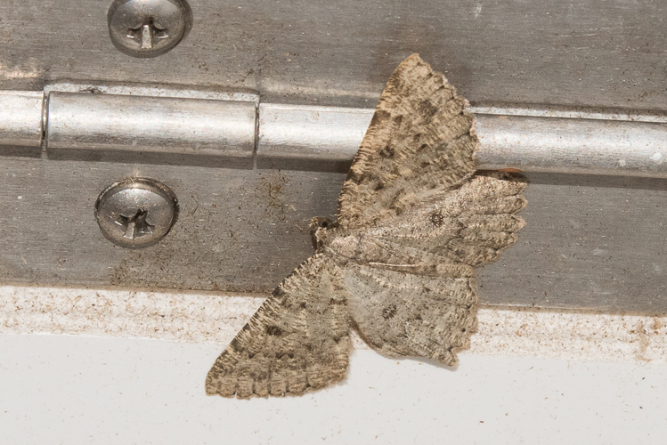 Charissa obscurata (Denis & Schiffermüller, 1775) &copy; Steeman Chris