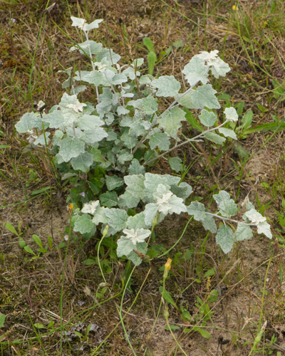 Populus x canescens (Aiton) Sm., 1804 &copy; Wijnand van Buuren