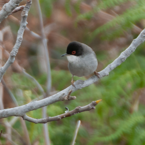 Sylvia melanocephala (Gmelin, 1789) &copy; Wijnand van Buuren