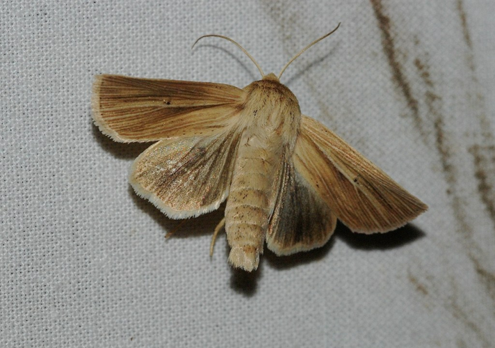 Mythimna impura (Hübner, 1808) &copy; Louis Westgeest