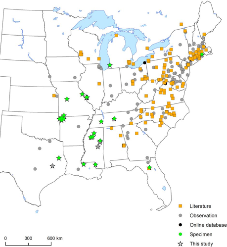Megachile sculpturalis Smith, 1853 &copy; Parys K, Tripodi A, Sampson B