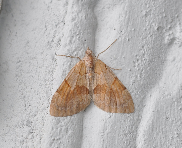 Pennithera firmata (Hübner, 1822) &copy; Louis Westgeest