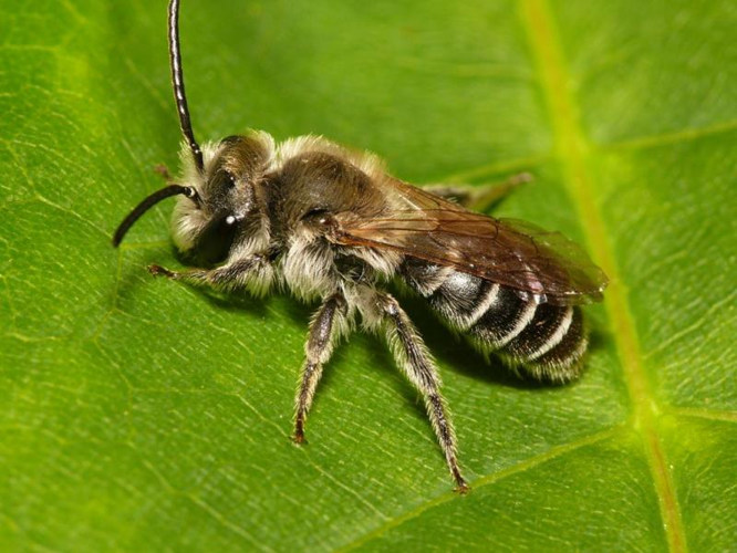 Andrena wilkella (Kirby, 1802) &copy; Dick Belgers