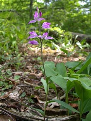 Cephalanthera rubra catena-rangeval 55 170602 2.JPG © Olivier Pichard
