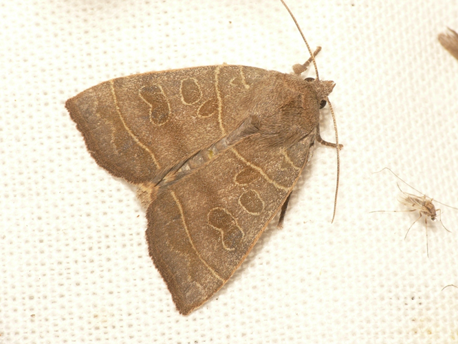 Ipimorpha subtusa (Denis & Schiffermüller, 1775) &copy; Dick Belgers