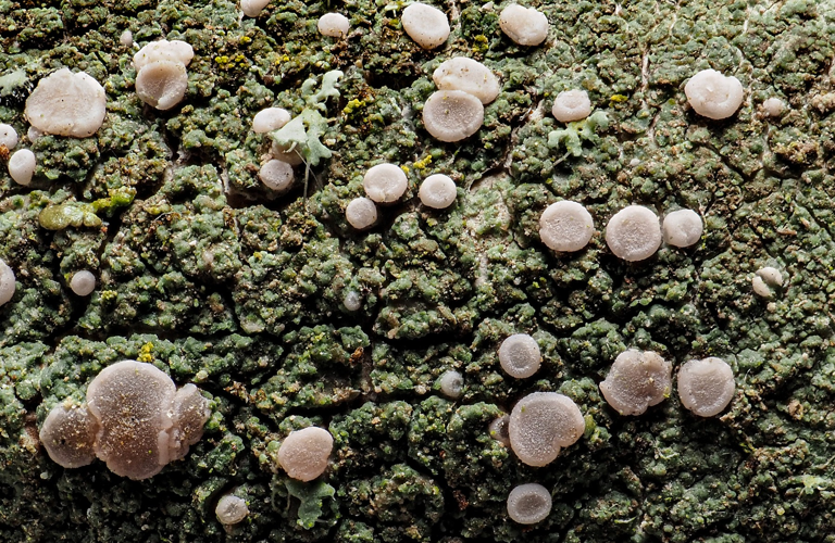 Bacidia rosella, DMS-10091084 &copy; Ulrik Søchting