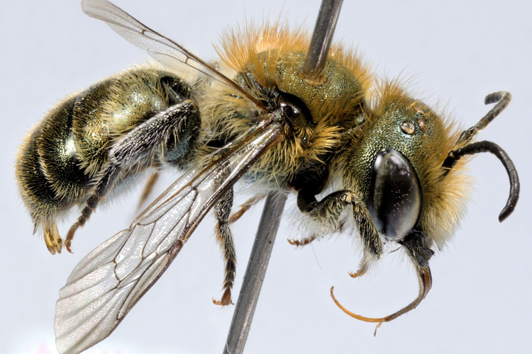 Osmia submicans Morawitz, 1870 &copy; Wim Arp
