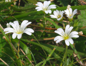 Cerastium alpinum ENBLA05.JPG © Enrico Blasutto