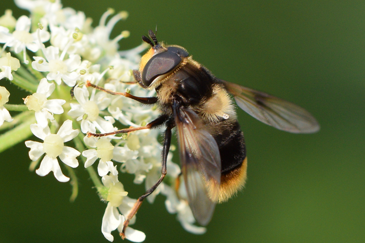 Eriozona syrphoides (Fallén, 1817) &copy; Bert Oving