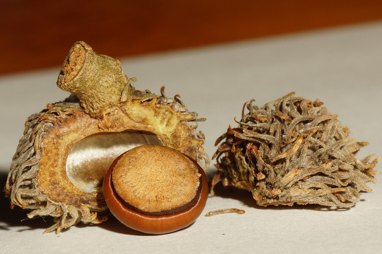 Quercus cerris L., 1753 &copy; Hans Jonkman