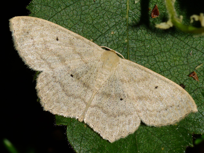 Scopula nigropunctata (Hufnagel, 1767) &copy; Hans Jonkman