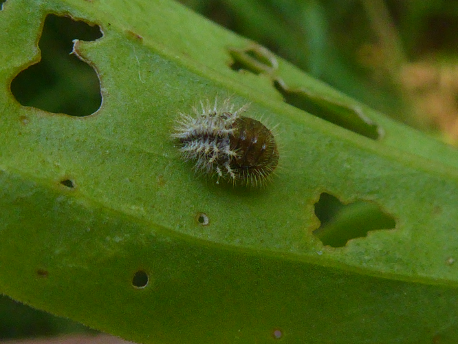 Subcoccinella vigintiquatuorpunctata (Linnaeus, 1758) &copy; Tjerk Nawijn