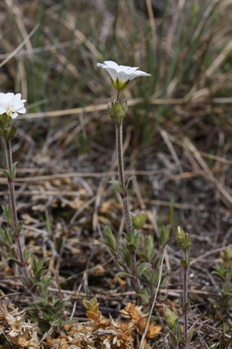 Cerastium arvense 5618.JPG &copy; Walter Siegmund (talk)