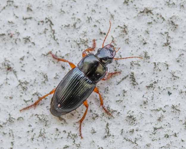 Harpalus rubripes (Duftschmid, 1812) &copy; Wijnand van Buuren