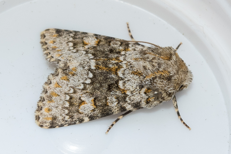 Hecatera dysodea (Denis & Schiffermüller, 1775) &copy; Steeman Chris