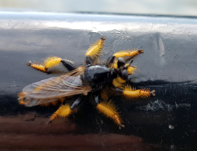 Pogonosoma maroccanum (Fabricius, 1794) &copy; Evert Stel