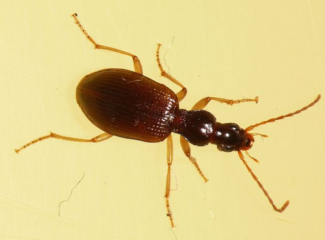 Oxypselaphus obscurus (Herbst, 1784) &copy; Dick Belgers