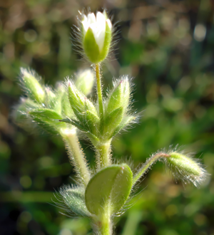 Cerastium brachypetalum W.jpg © Fornax