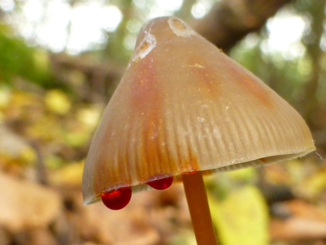 Mycena crocata (Schrad.) P.Kumm., 1871 &copy; Tjerk Nawijn