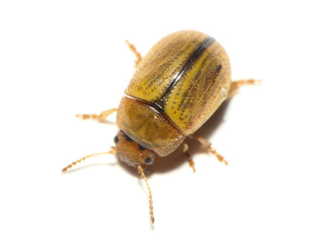 Gonioctena olivacea (Forster, 1771) &copy; Dick Belgers