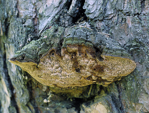 Porodaedalea pini, JHP-10.020 &copy; MycoKey / Jens H. Petersen