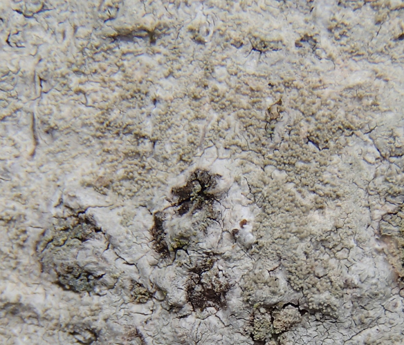 Pertusaria coccodes, DMS-9193218 &copy; Terkel Arnfred