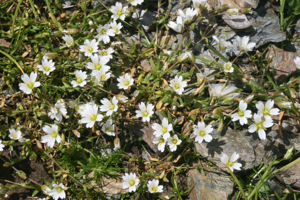 Cerastium cerastoides (Dreigriffel-Hornkraut) IMG 9094.jpg © HermannSchachner