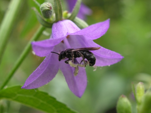 Chelostoma rapunculi (Lepeletier, 1841) &copy; Dick Belgers