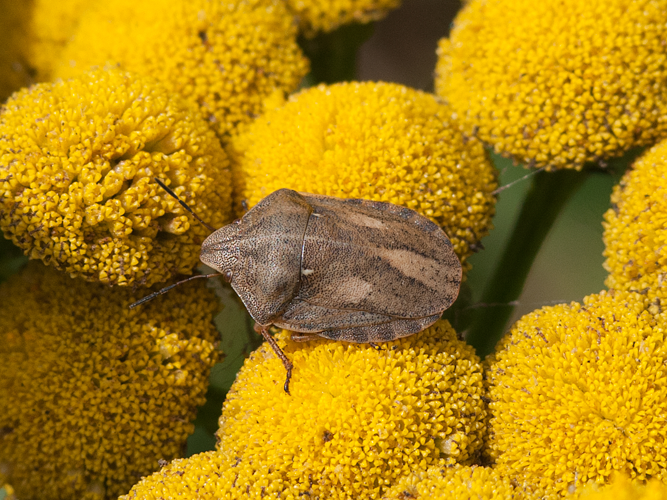 Eurygaster testudinaria (Geoffroy in Fourcroy, 1785) &copy; Kees Venneker