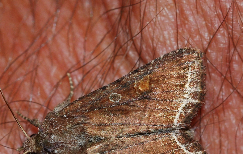 Lacanobia oleracea (Linnaeus, 1758) &copy; Louis Westgeest