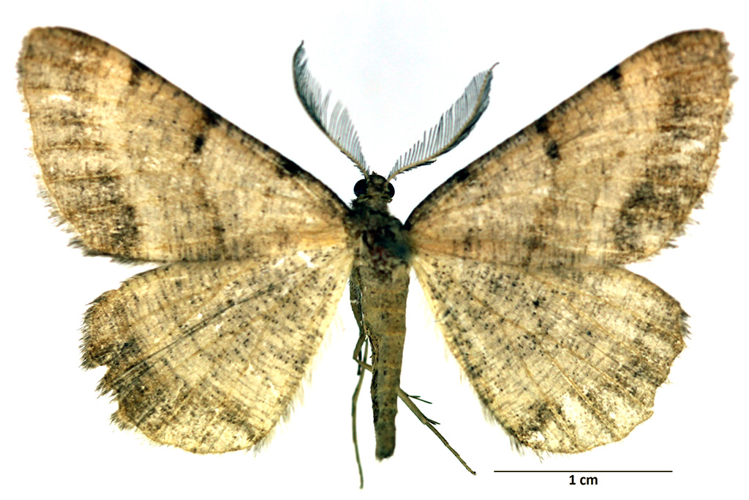 Selidosema brunnearia (Villers, 1789) &copy; De Prins Guido