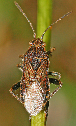 Stictopleurus punctatonervosus (Goeze, 1778) &copy; Jan Kersten