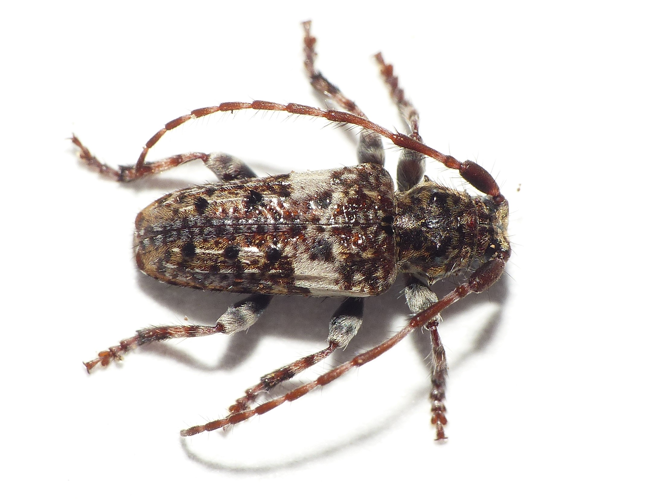 Pogonocherus fasciculatus (De Geer, 1775) &copy; Dick Belgers