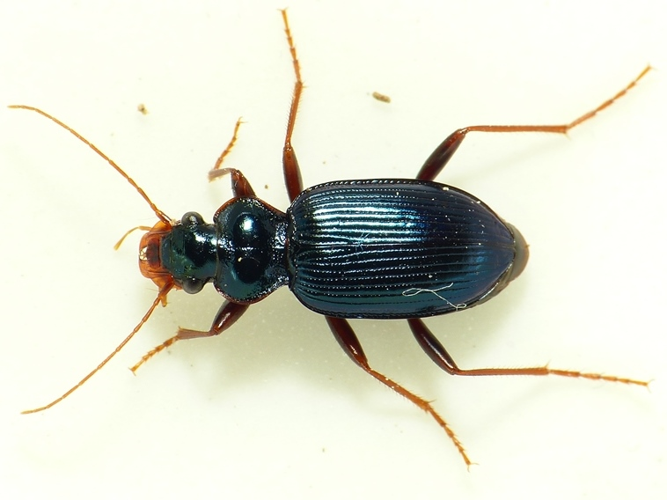 Leistus spinibarbis (Fabricius, 1775) &copy; Dick Belgers