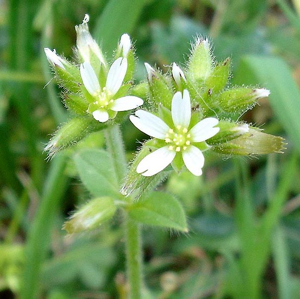 Cerastium glomeratum1.jpg © Commons