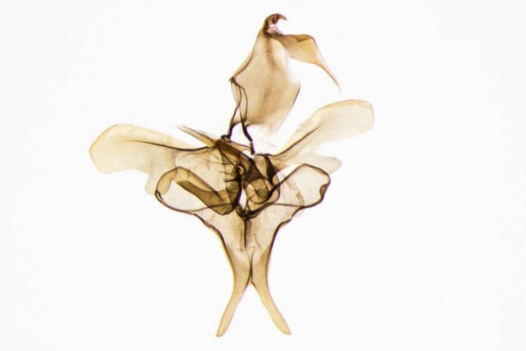 Scythris scopolella (Linnaeus, 1767) &copy; Steeman Chris