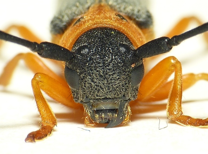 Oberea oculata (Linnaeus, 1758) &copy; Dick Belgers