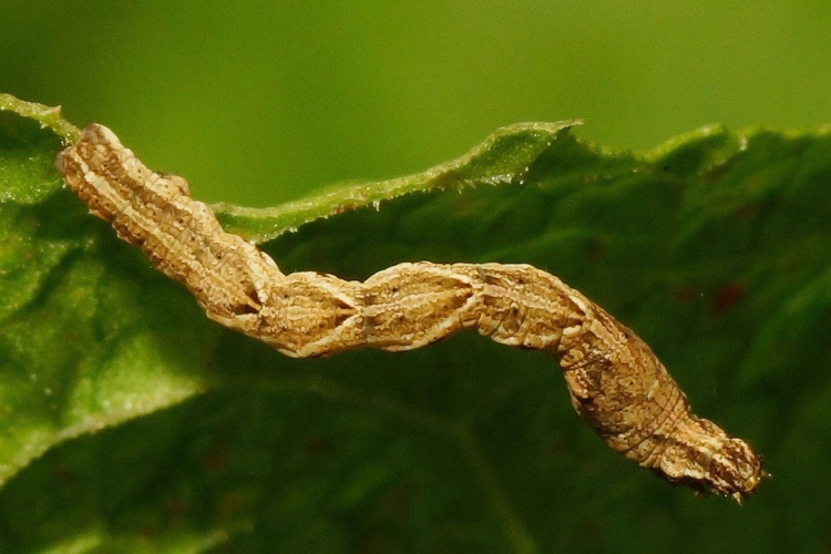 Timandra comae Schmidt, 1931 &copy; Hans Jonkman