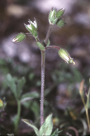 Cerastium pumilum1.jpg © Fornax