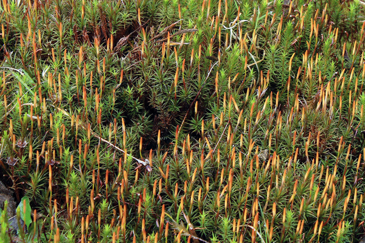 Polytrichum formosum Hedw., 1801 &copy; Annemieke Hoozemans